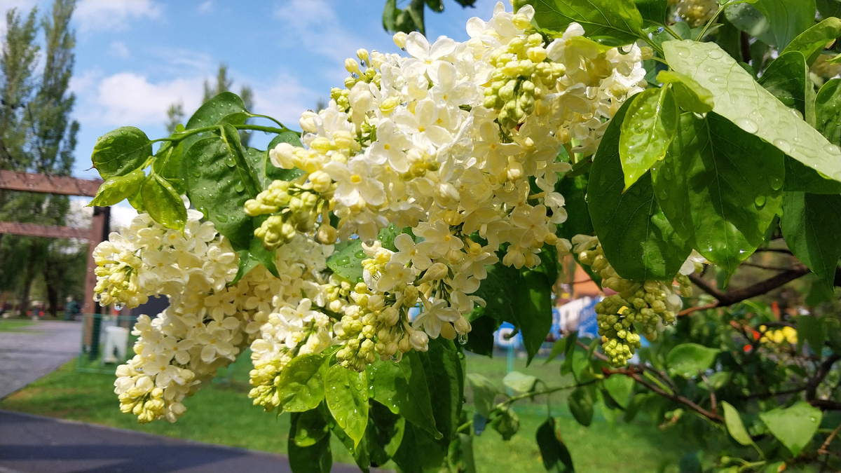 Белая сирень.