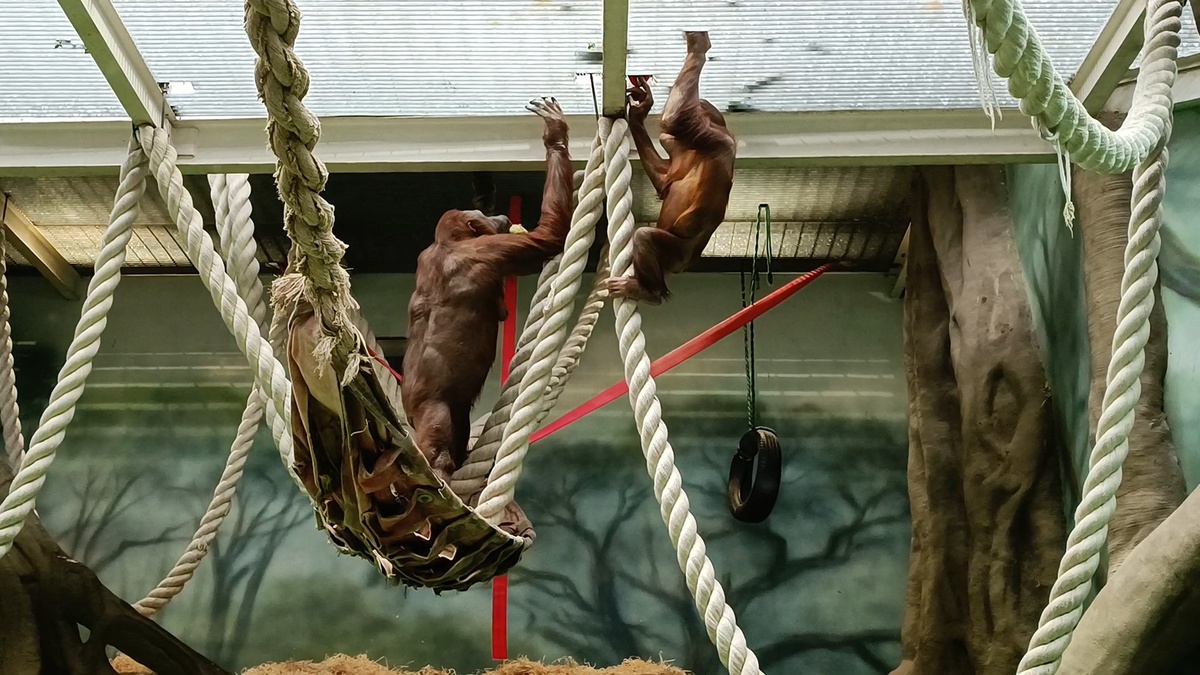 Орангутаны самка Личана и ее сын Джелай достают еду через решетку.