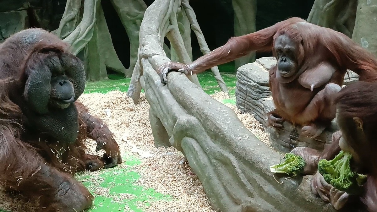 Семья борнейских орангутанов с цветной капустой.