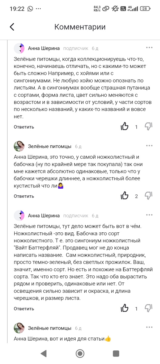 Рассмотрим их оба поподробнее. И окрас, и черешки и листья. Стоит отметить, что растут они у меня в одном месте в ванной на притененном южном подоконнике.