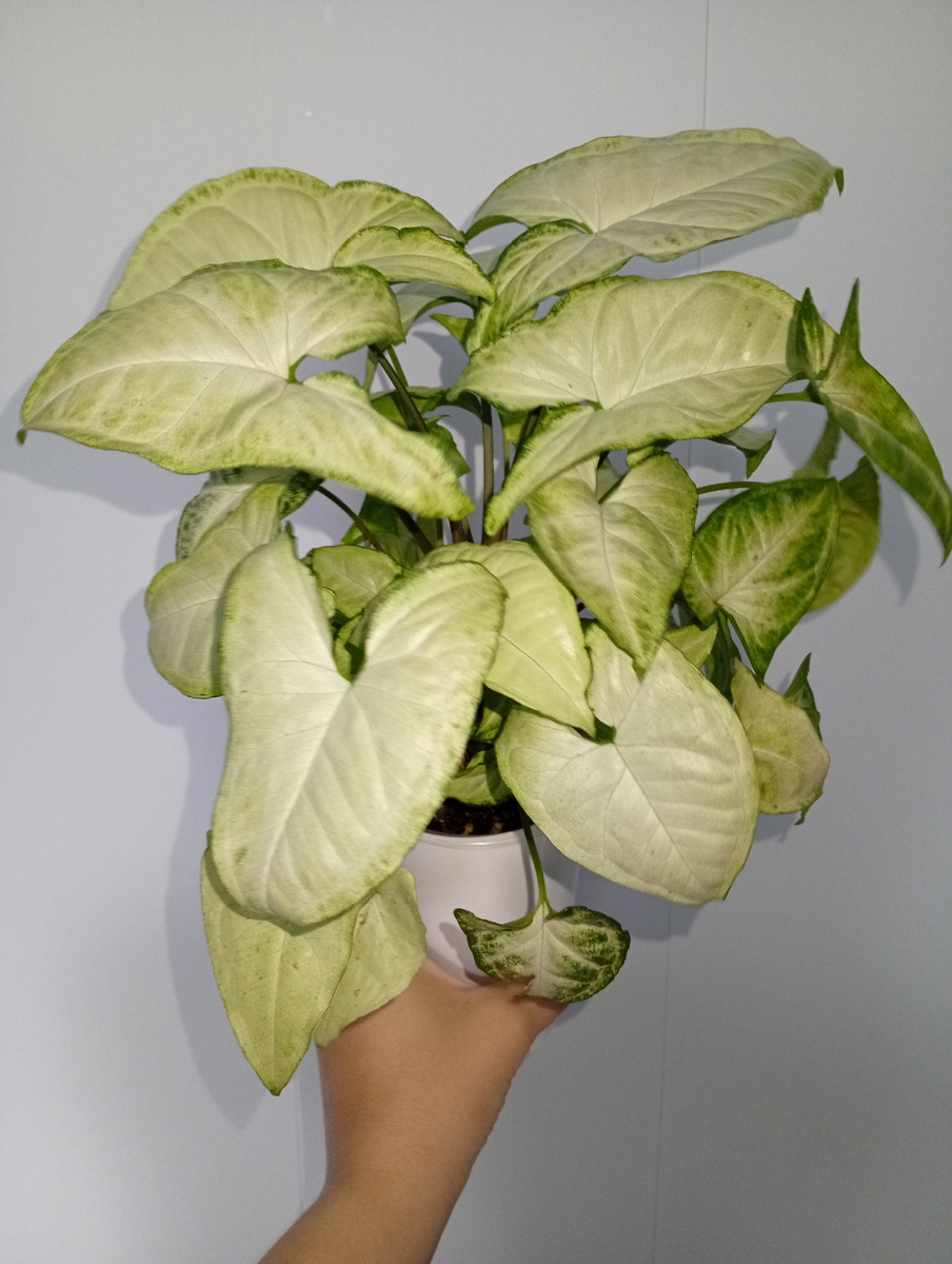 Вот такое растение покупала просто как сингониум Ножколистный