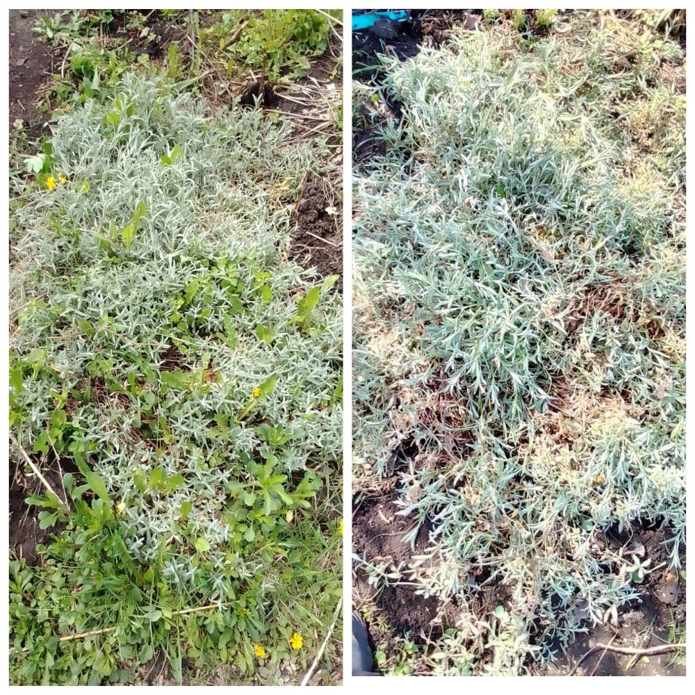 Ясколка бибирштейна до и после прополки