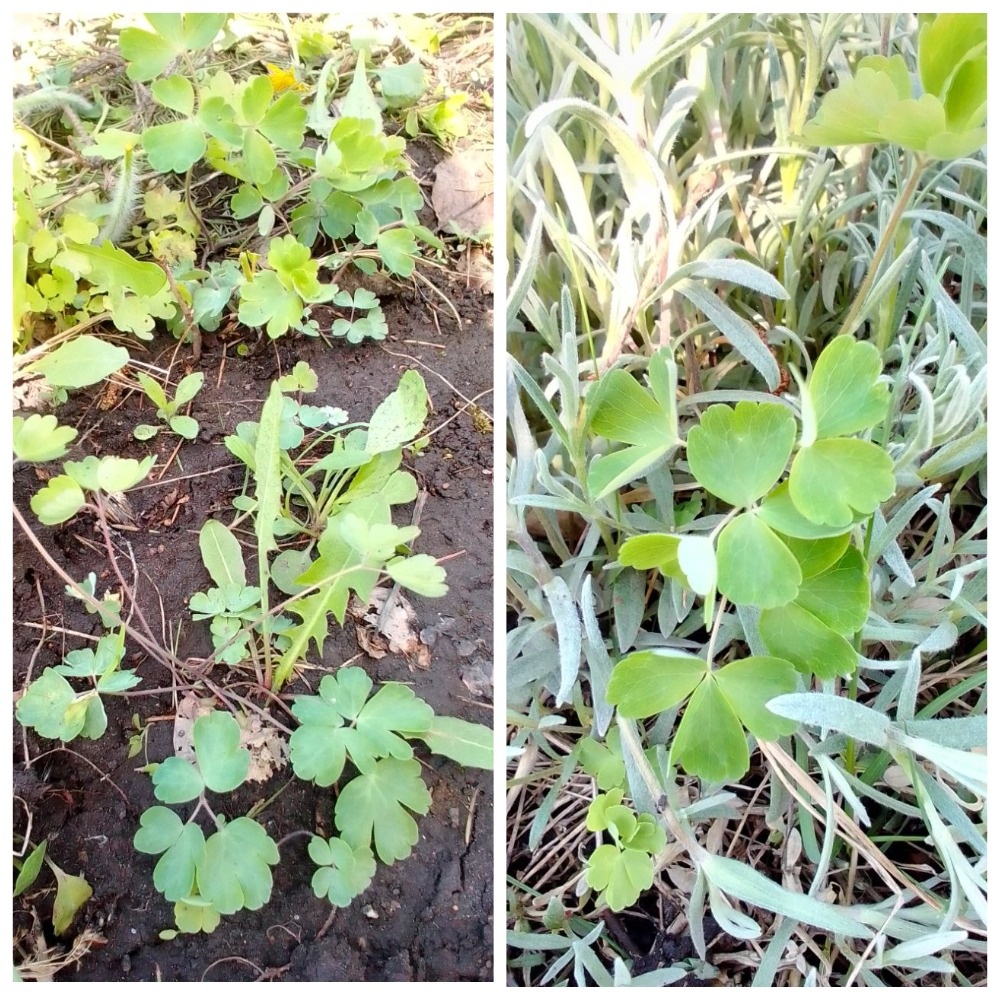 Аквилегия самосейка