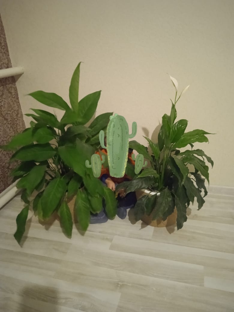 Вы уж простите, за куктус, который закрыл ребёнка 🙃 пусть героями статьи останутся спатифиллумы.