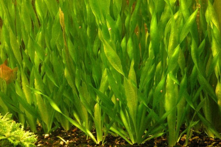 Валлиснерия спиральная оправдывает своё название, так как закручивается по мере роста к верху. Имеет ярко-зеленый свет. Очень неприхотлива.