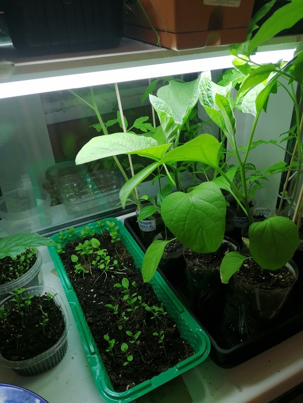 Это те, кому повезло на подоконнике под лампами стоять, а другие на полу выживают.