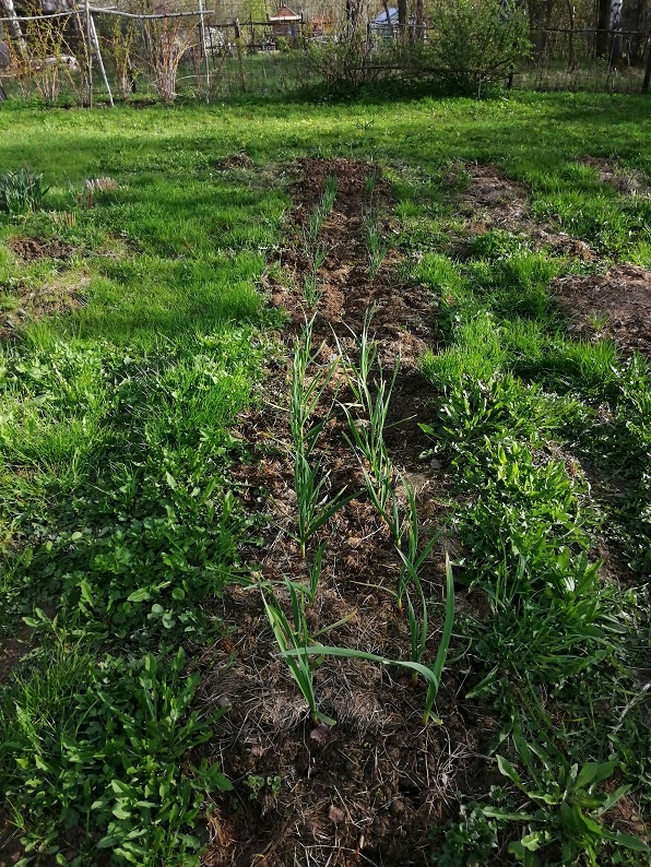 Так лук и чеснок растут.