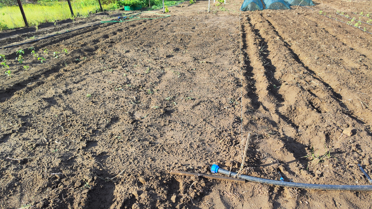 200 кустов картофеля досадили