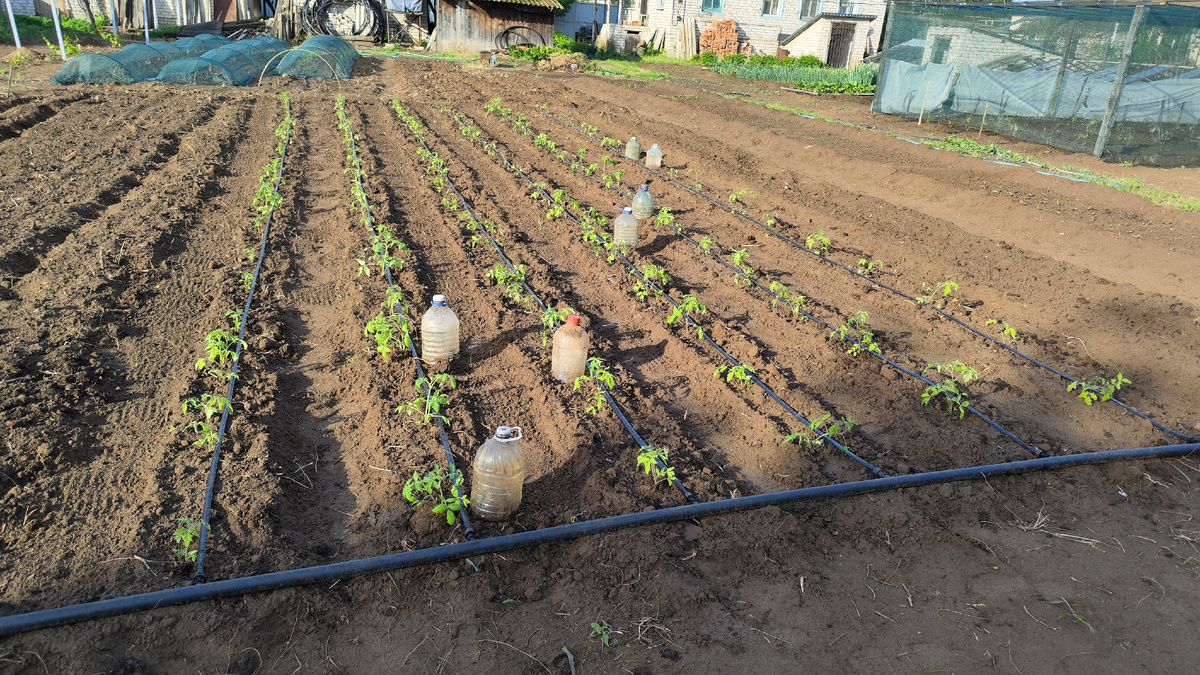 Низкорослые томаты на капельную ленту .Ещё на 2 ленты высадили 38 кустов. Теперь точно все