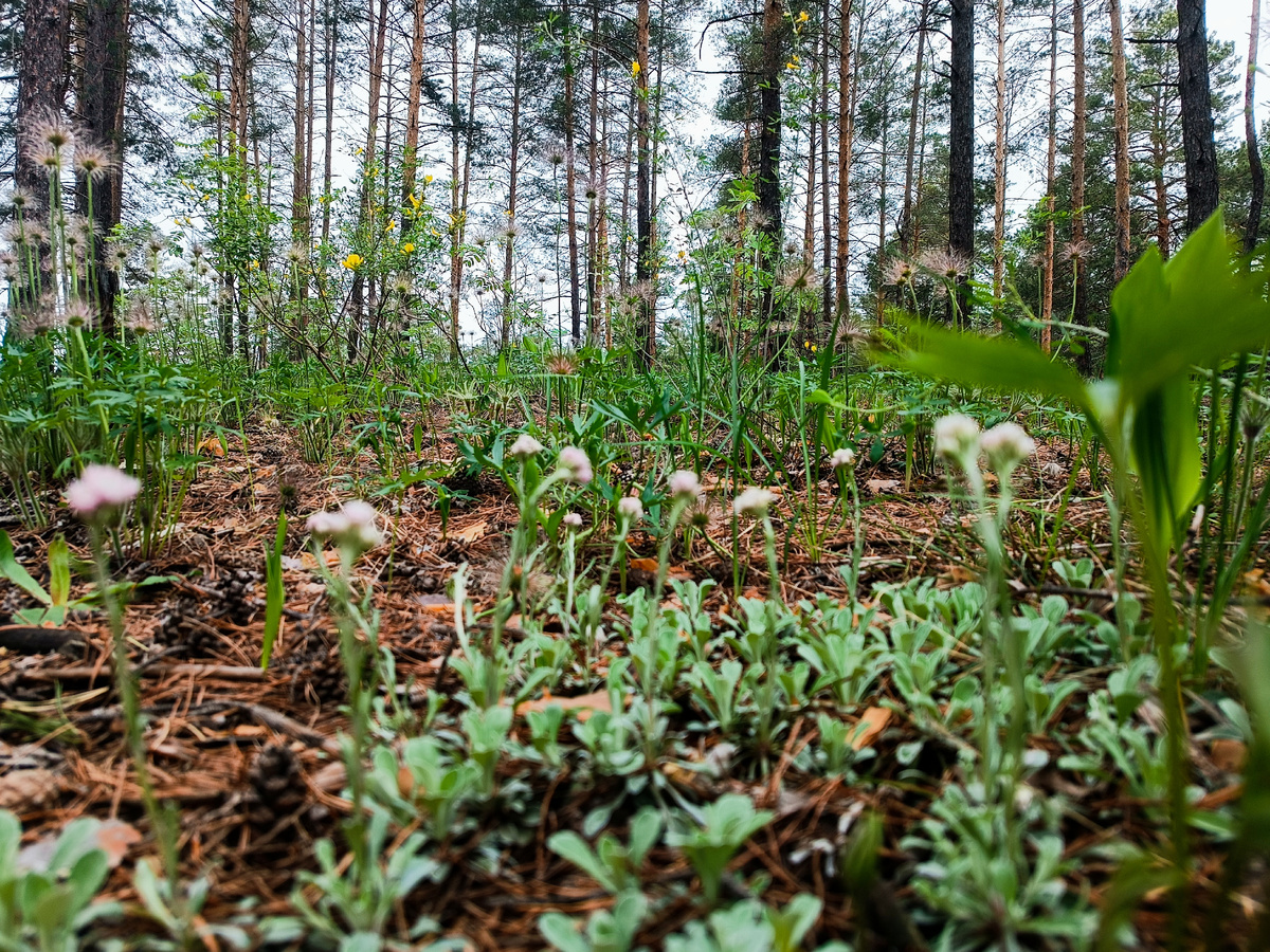 Лес многоэтажный