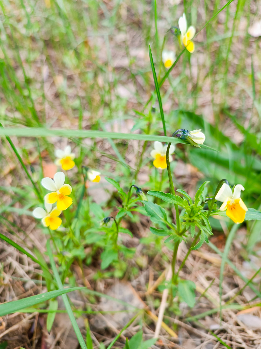 Анютины глазки