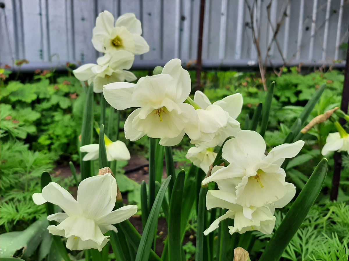 Нарцисс Elvin's Voice