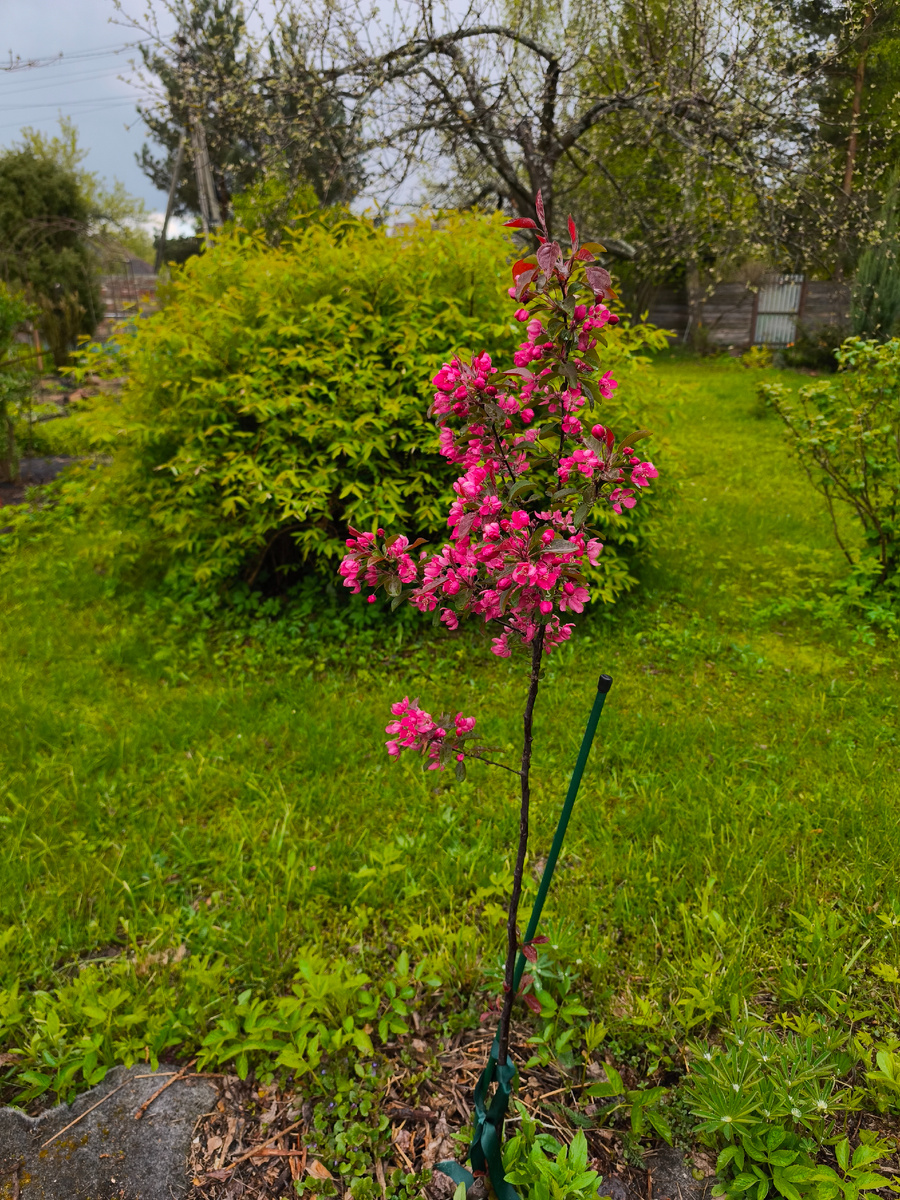 Декоративная яблоня. В самом цвету!