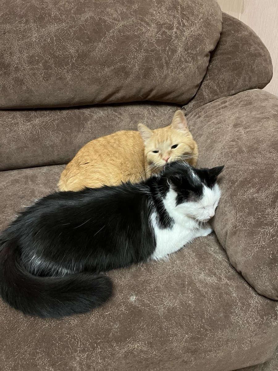 А Лиза с Рысиком уже давно пришли к согласию, миру и пониманию. Лучшие дружочки они сейчас. Посмотрите, какой шикарный хвост у Лизаветы! 