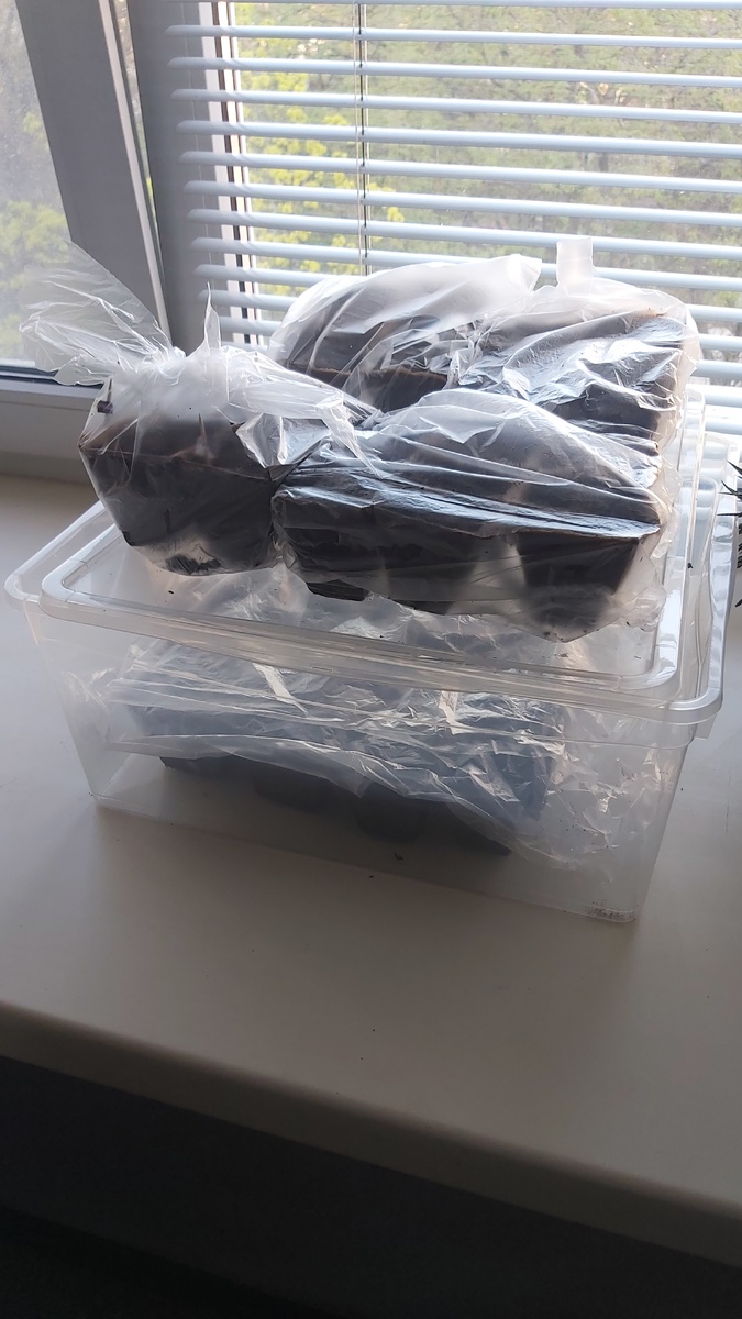 Кукуруза в контейнере и одноразовых горшках, базилик тоже там