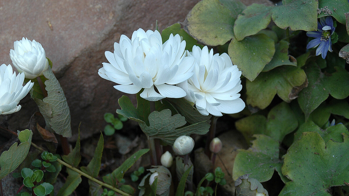 Сангвинария канадская