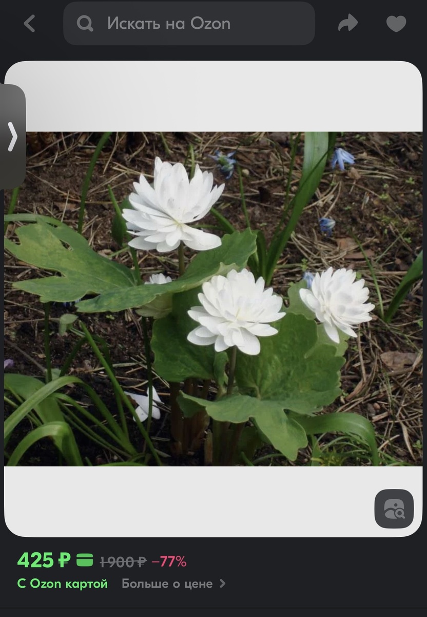 Сангвинарию можно заказать на ozon