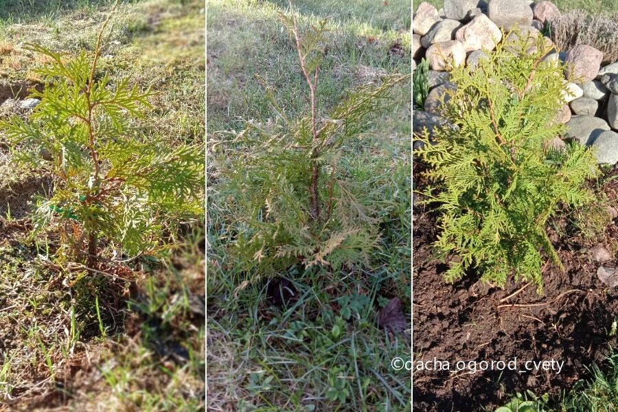 Туи, полученные с помощью размножения отводками (пригибом веточек).