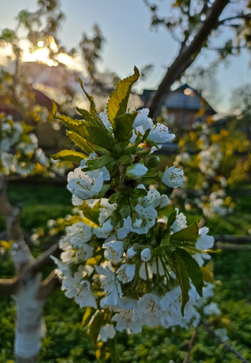 Вот такая красота у нас в саду. Фото автора