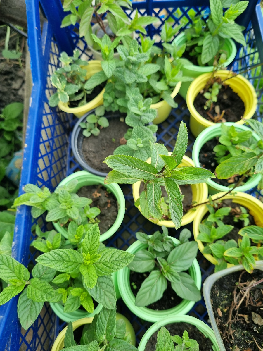 Оставшиеся кустики на продажу. Сорта Медовая, Лаванда, Черная смородина, Ананас Пинедо, Яблочный холодок