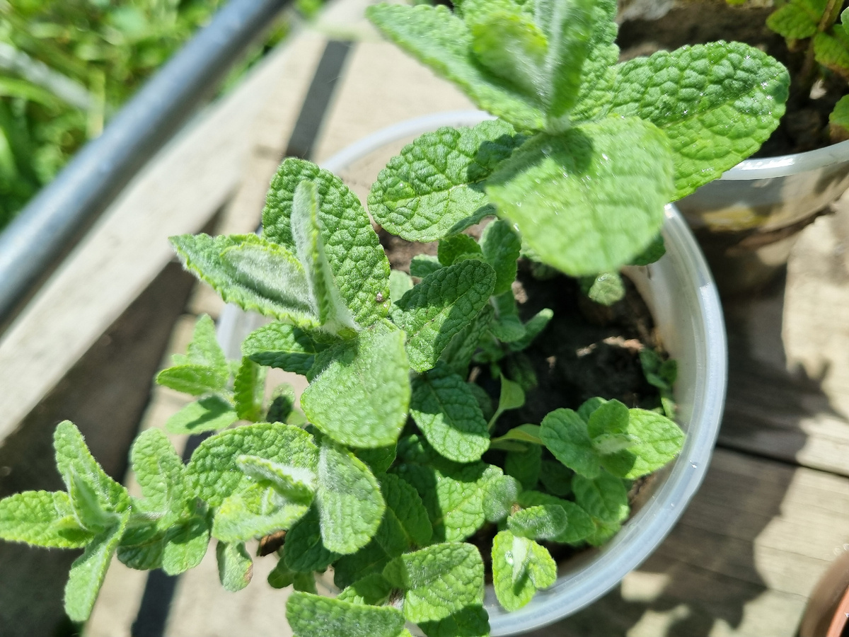 Например, вот такие кустики. Крупные, пышные