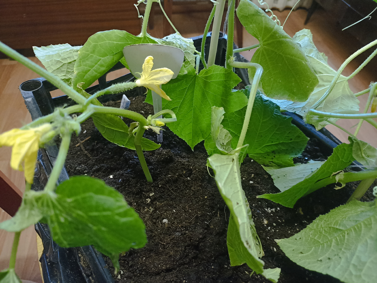 Пересадила огурец Апрельский F1 в ящик, забыла дуги установить. Фото автора