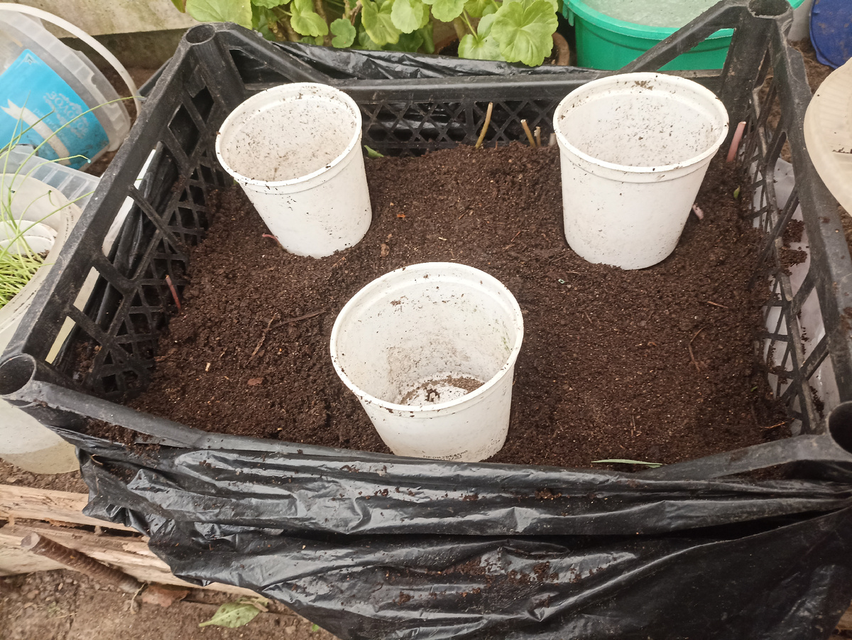 На дно ящика положила свежескошенную траву 1/2 объема ящика, на траву грунт. Сам ящик поставила в мешок (мусорный большой), чтобы не просыпался грунт. Фото автора