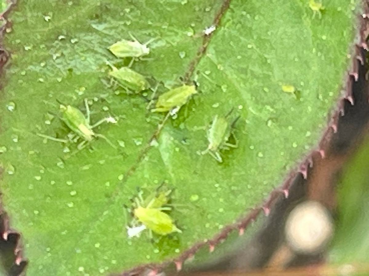 Фотографировала с увеличением 2,5 раза