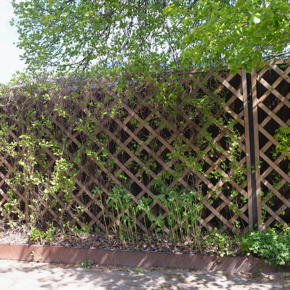 Решетка с лимонником