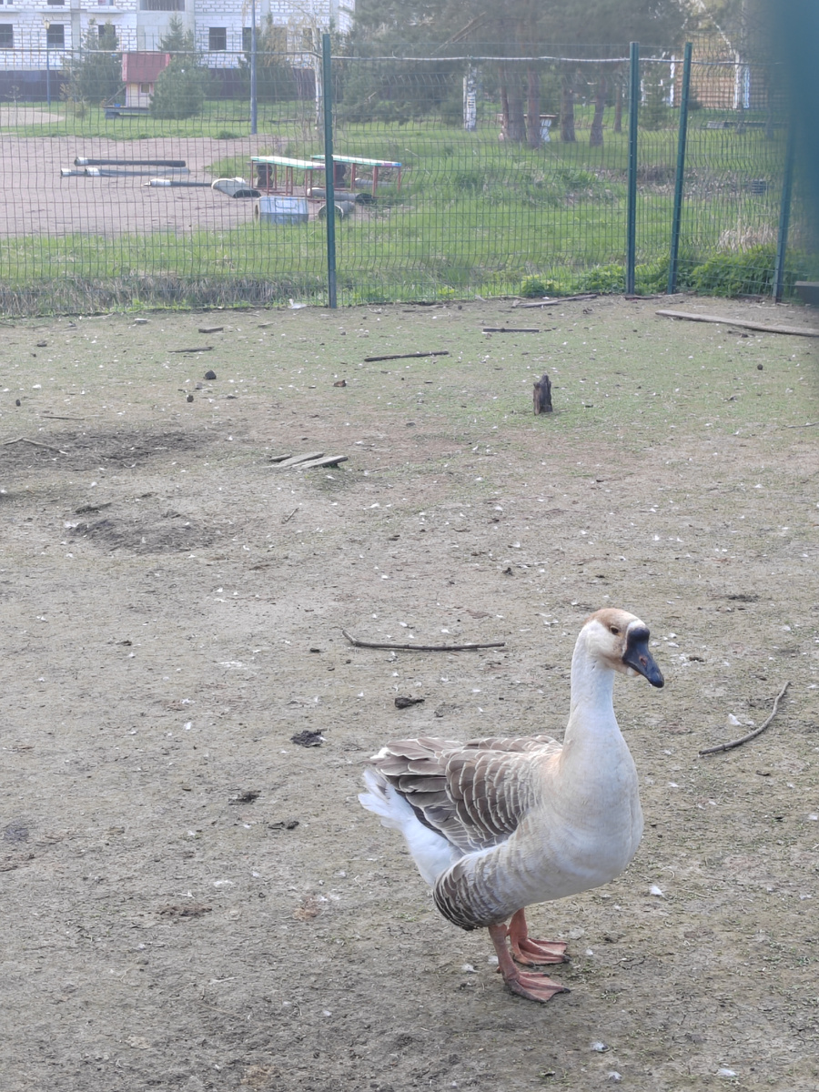 Гусь домашний