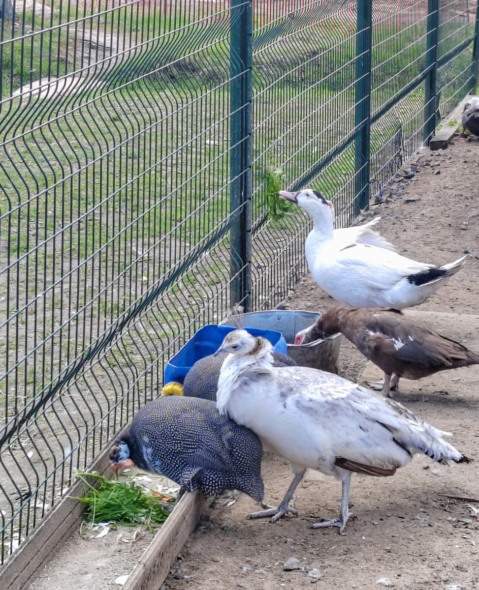 Пощипали траву😁