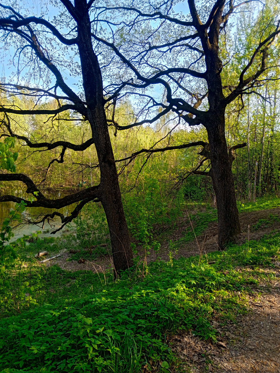 Химкинский парк