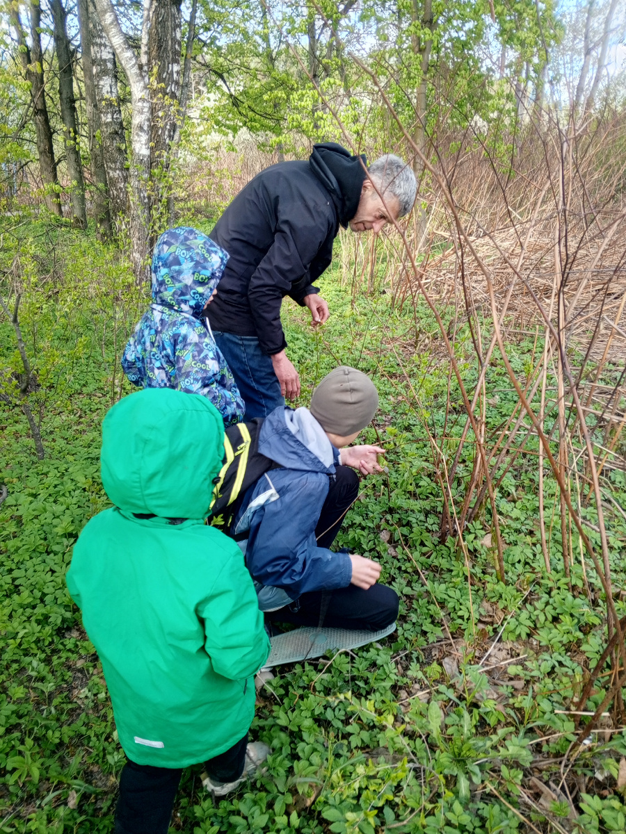 Я фотографирую) рассказываем детям - Сахалинская гречиха немного замерзла — видно, ей холодно стало. А вот сныть совсем не боится мороза, отлично себя чувствует.