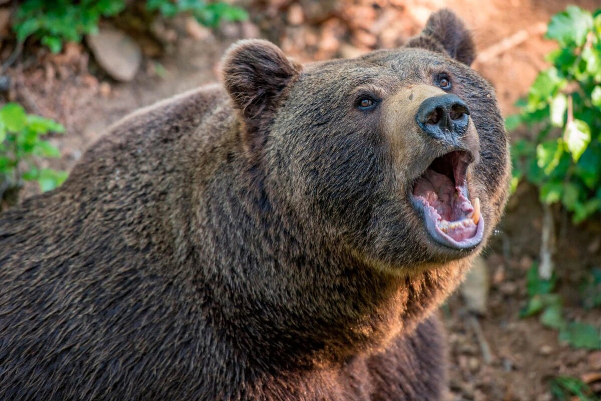    Фото: Miller_Eszter / Pixabay.com