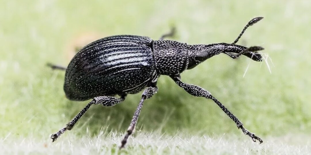 Как избавиться от долгоносика на клубнике: проверенные методы борьбы