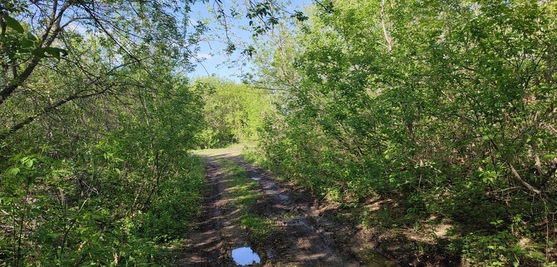 Лесная дорога вдоль карьера