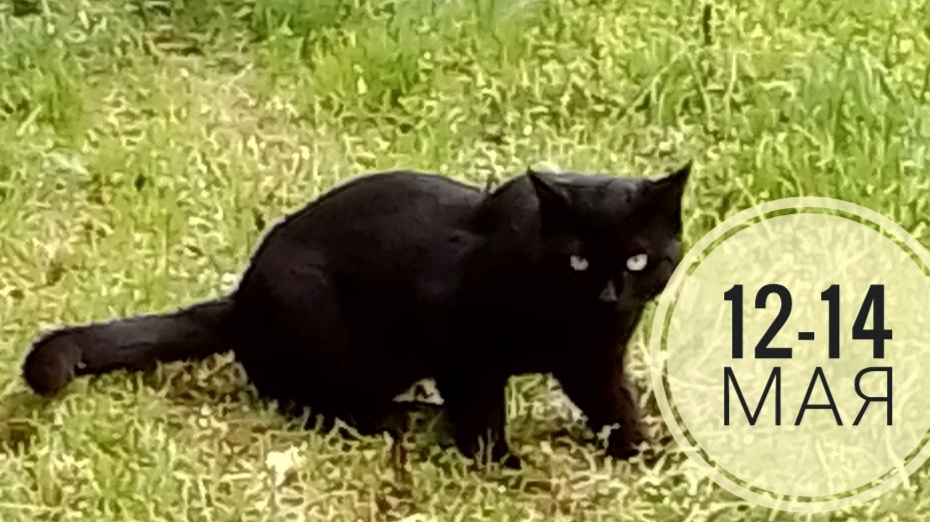 Неврологический прогноз: все любят котиков