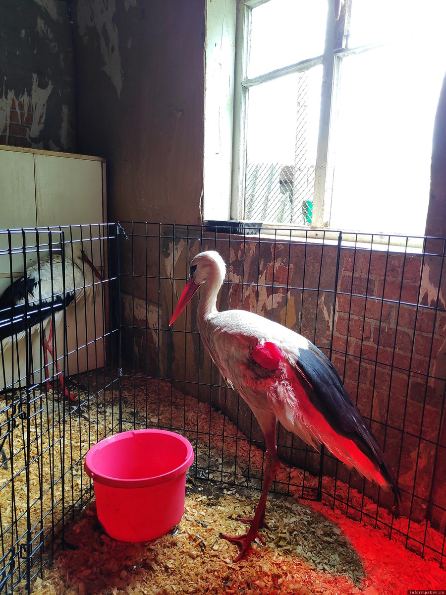 Фото: центр помощи птицам «Дом белого аиста» в Гдовском районе