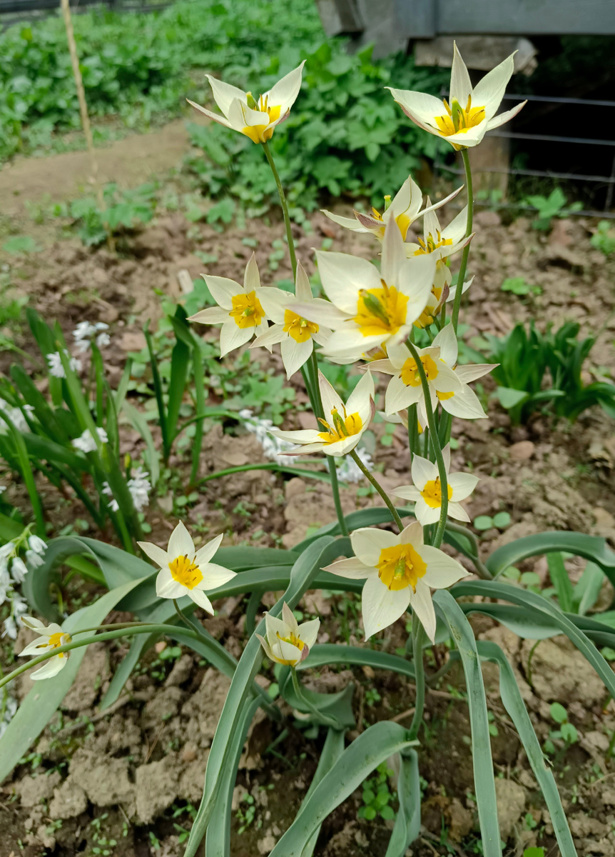 Туркенистаника. Ранний. Без выкопки. Фото из личного архива автора