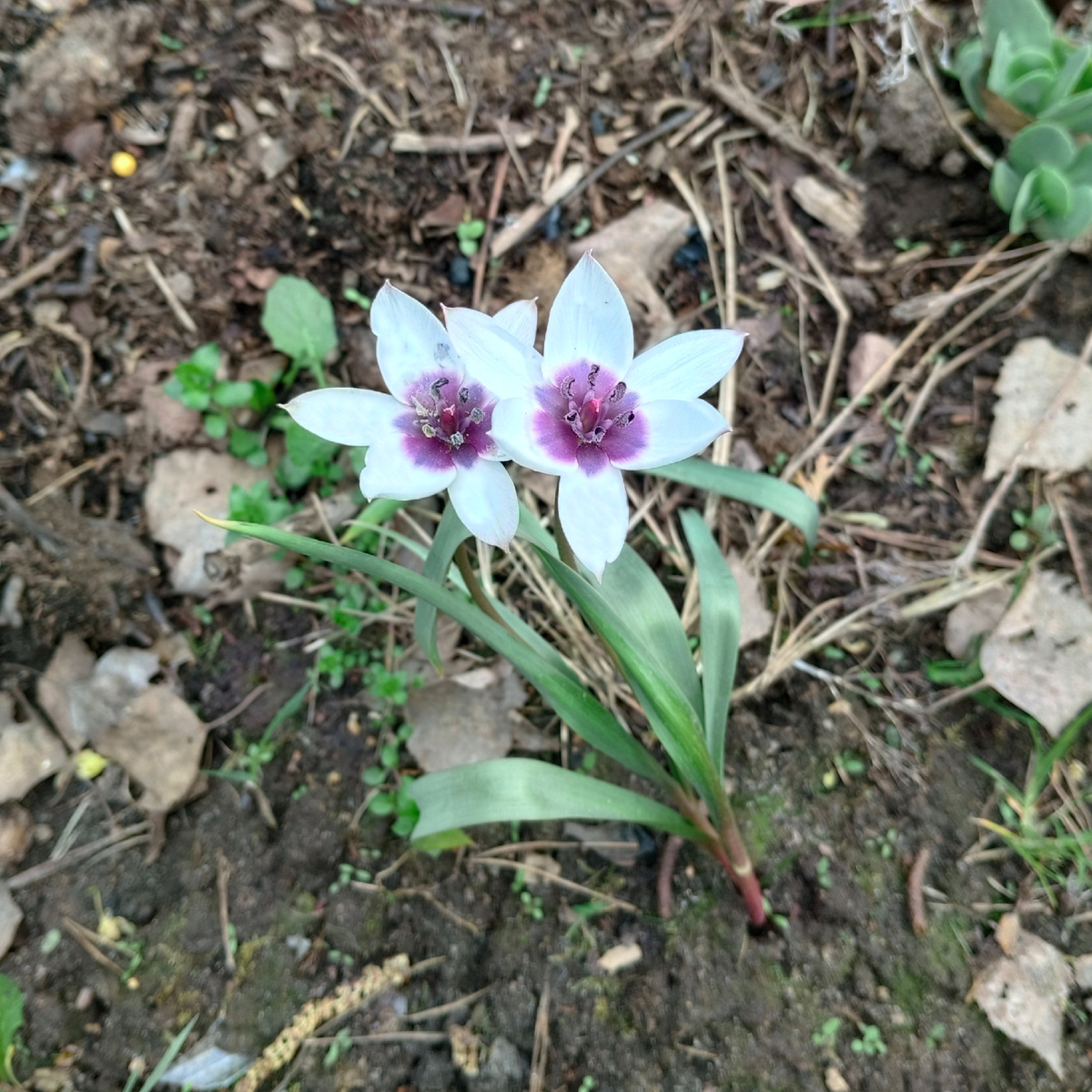 Альба Коурелеа Окулята. Без выкопки. Фото из архива автора