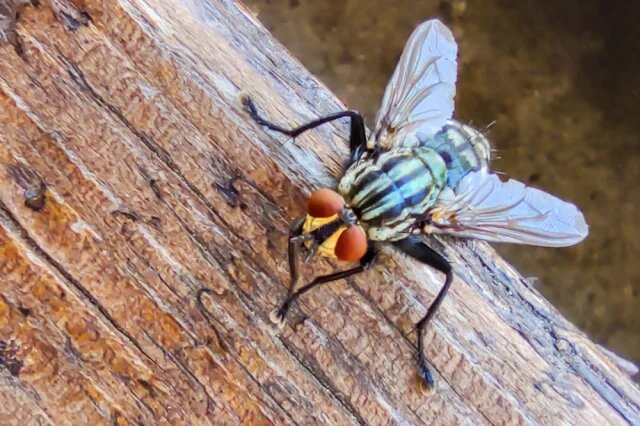    Откуда пошло выражение «какая муха тебя укусила»?