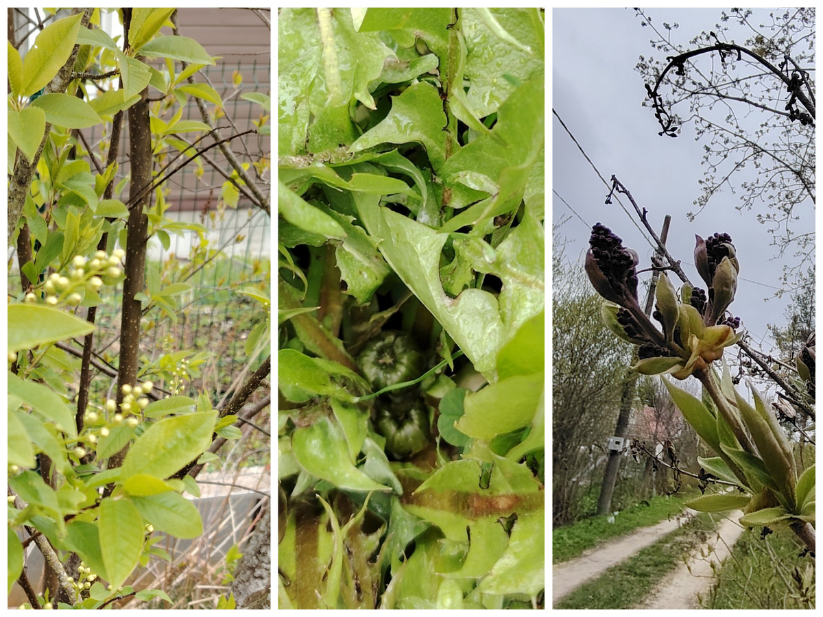 Черемуха, одуманчики и сирень замерли.