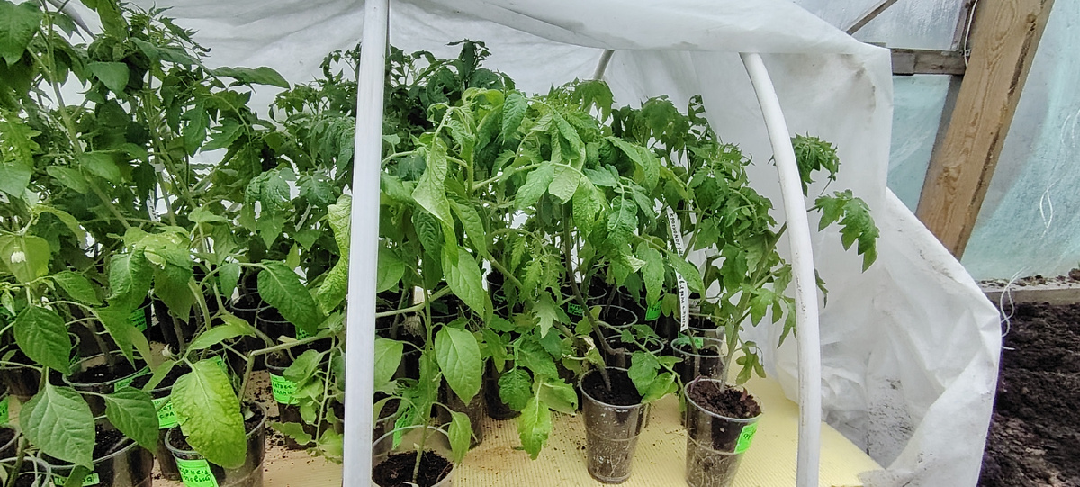 Рассада томатов 11 мая 2025 года