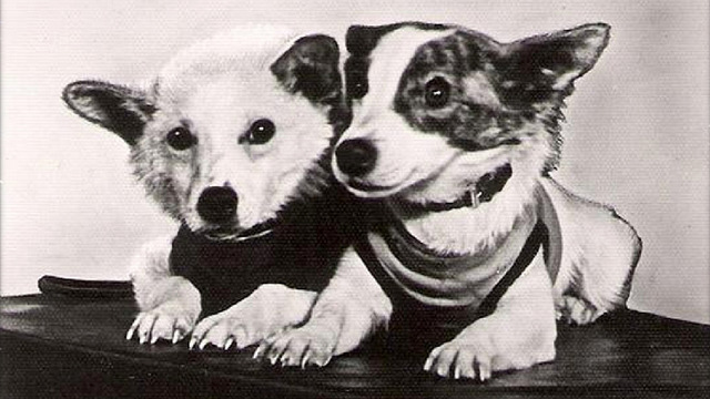 Белка и Стрелка