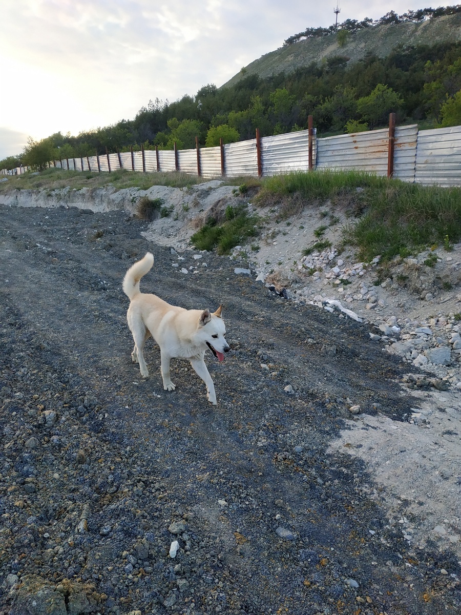 Белый волк, а не собака. Фото автора. 