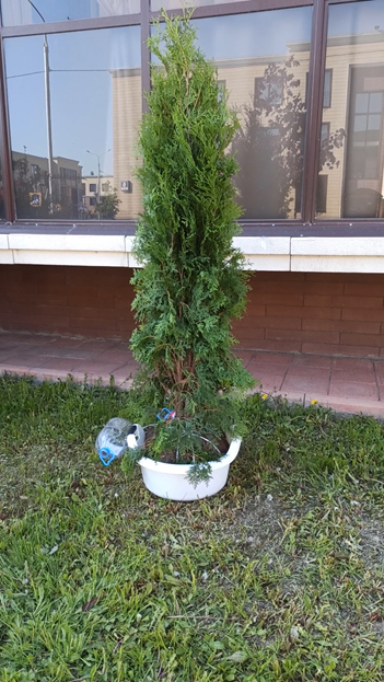 Замочили в стимуляторе роста корневой системы