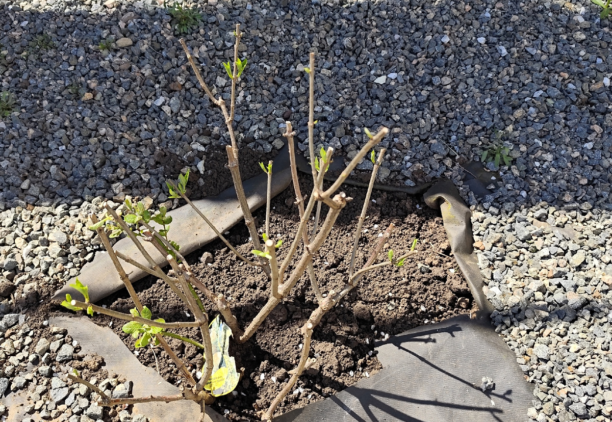 Бедная гортензия, что она вытерпела