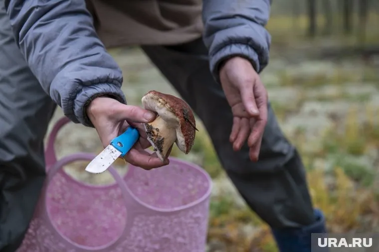 Сморчки появятся в июне, а белые грибы и лисички — в августе
Фото: Сергей Русанов © URA.RU