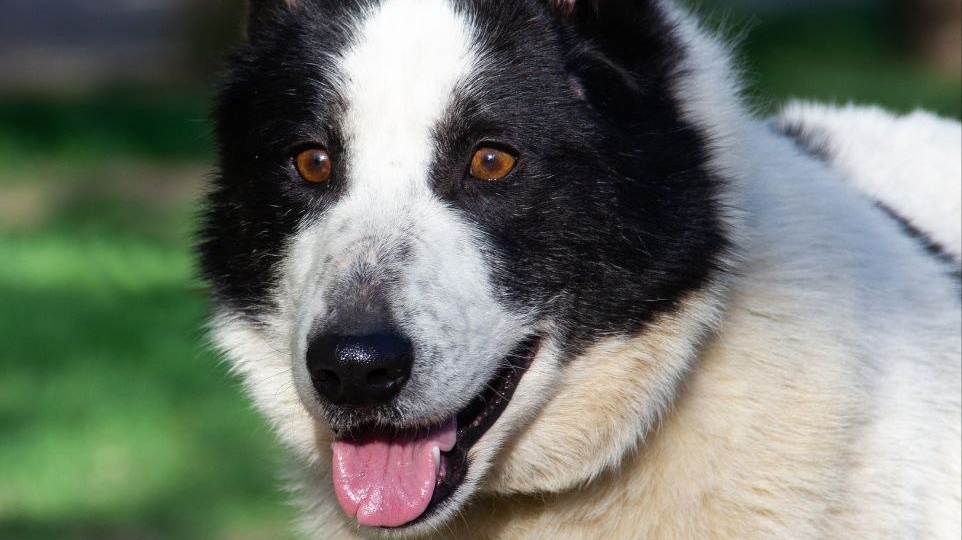 В нашем приюте снова пополнение. И в этот раз даже не неожиданное🙈