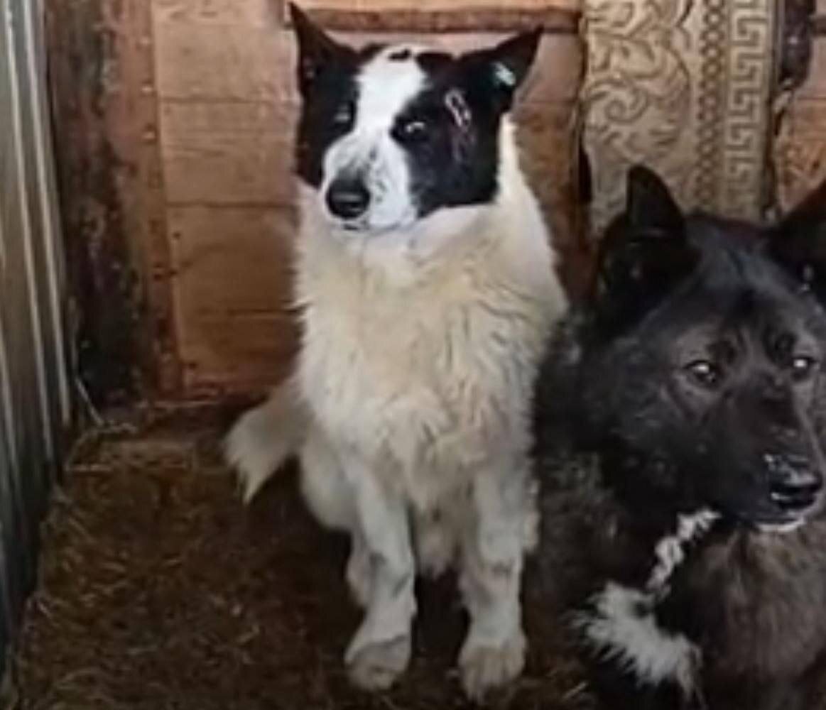 Фото из отлова